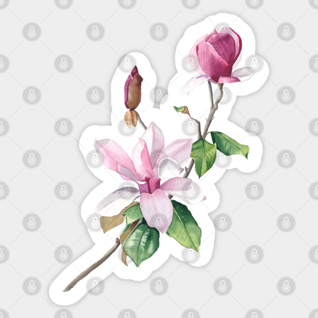 Watercolor magnolia branch Sticker by InnaPatiutko